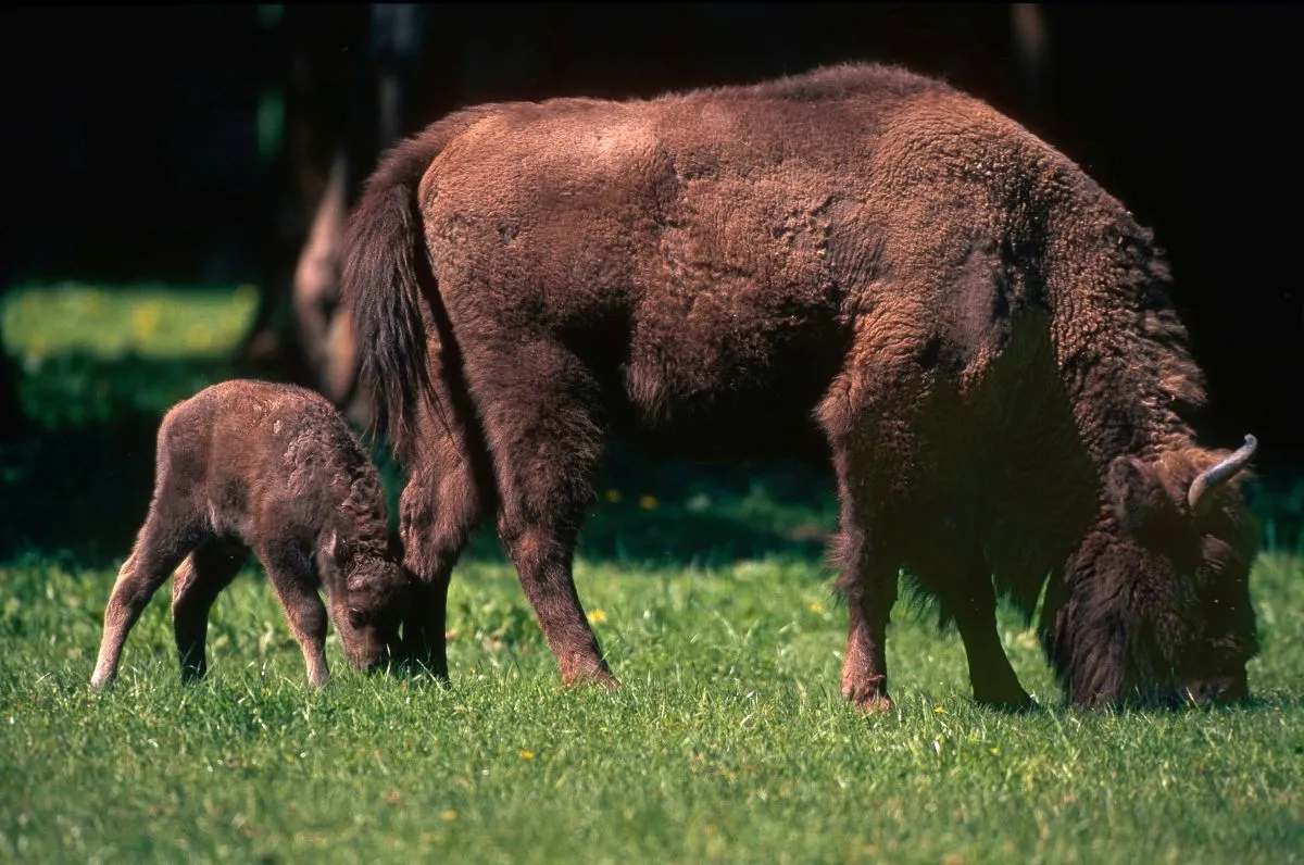 New Life In The Southern Carpathians