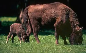 New Life In The Southern Carpathians