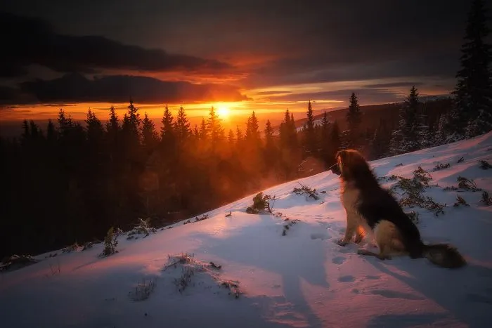 The Dog And Sunrise