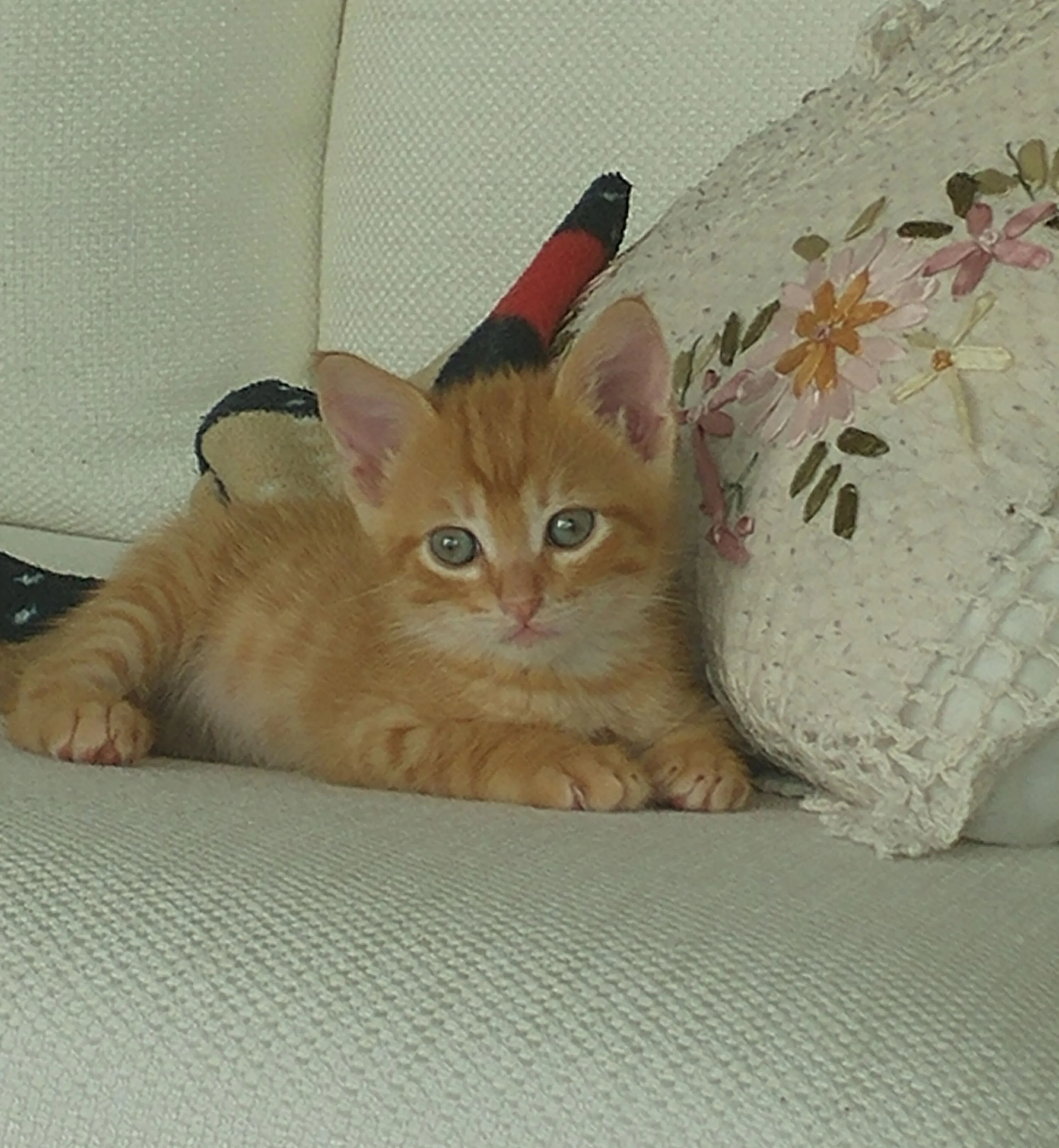 Adopted This Stray Kitten, And He Is Growing Up Too Fast