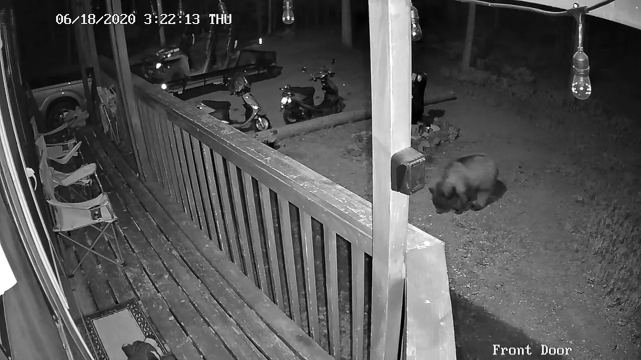 Black Bear On Security Camera