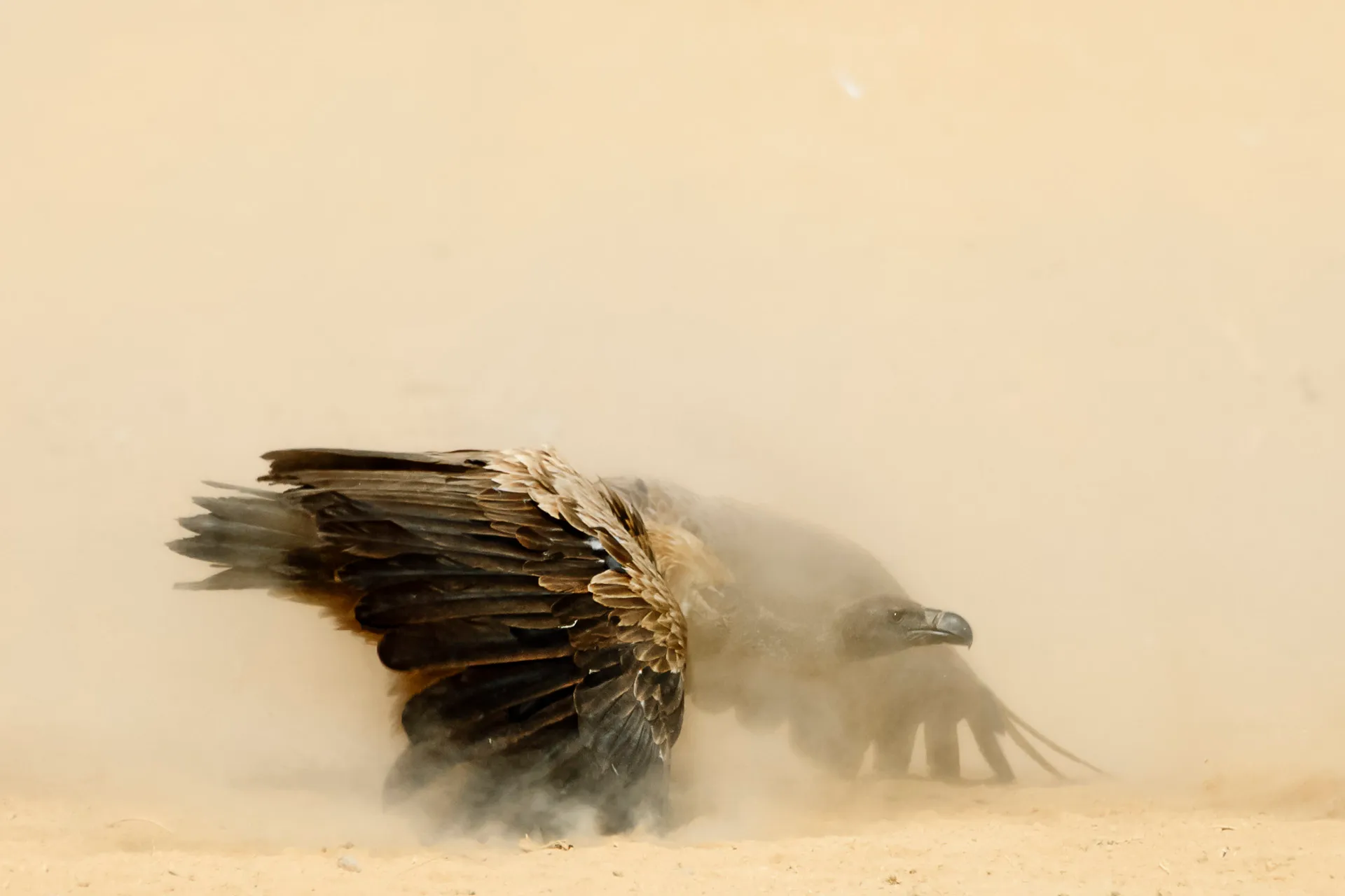 The Gladiator, White-Backed Vulture