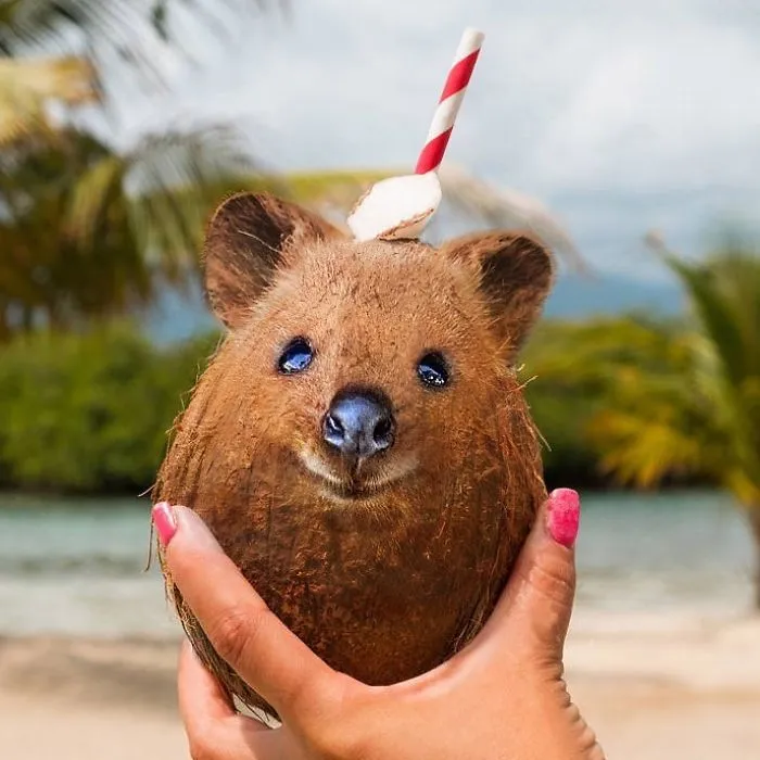 Quokkanut