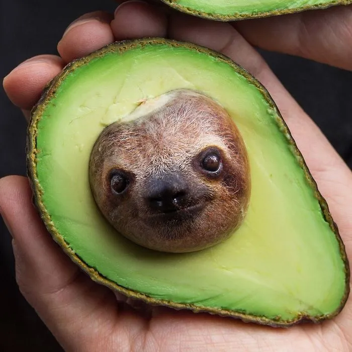 Slothocado