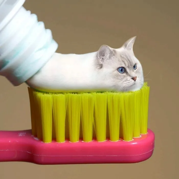 Floofpaste