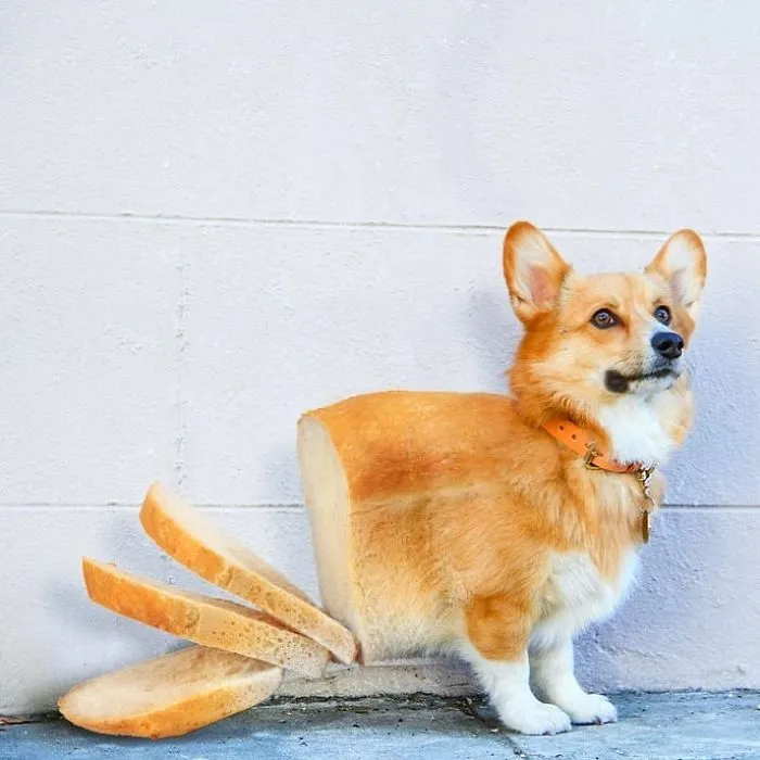 Purebread