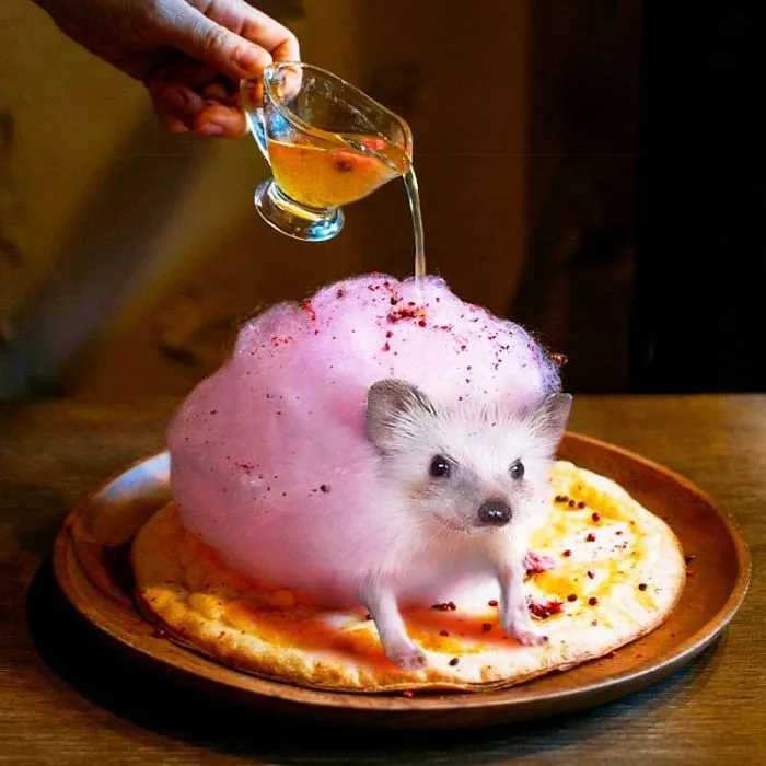 Hog's Pudding