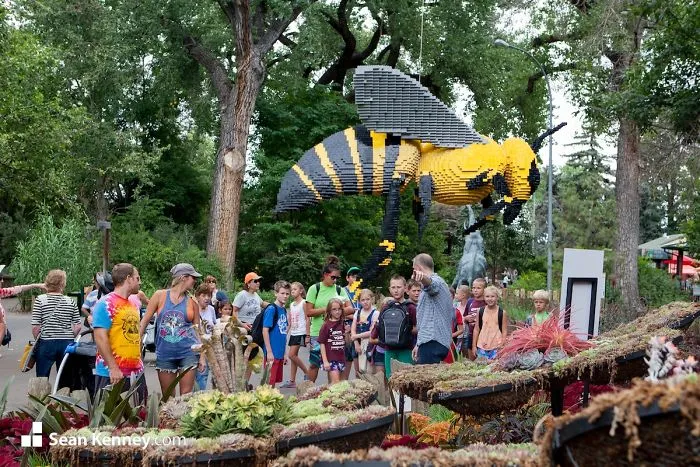Bee
