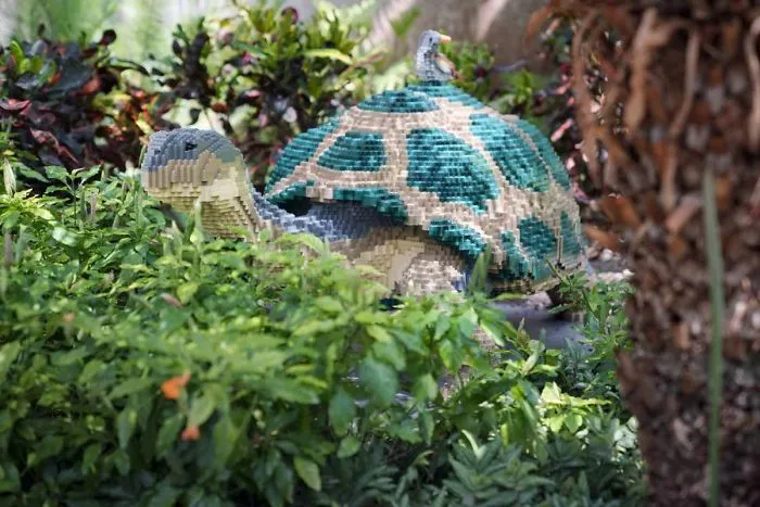 Tortoise