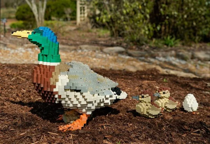 Father Duck And Ducklings