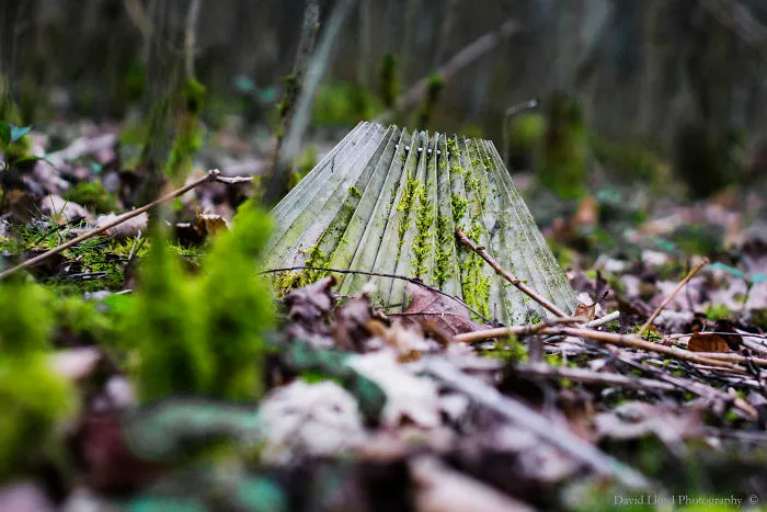 In The Shade Of The Woods