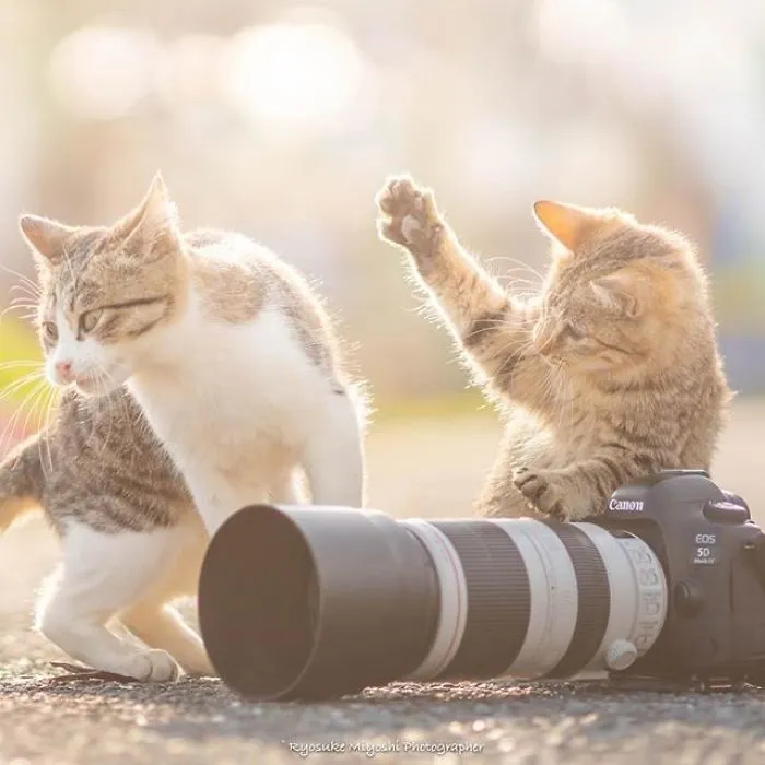 This Photographer Captures Bright And Happy Photos Of Adorable Kittens Playing With Cameras (18 Pics)