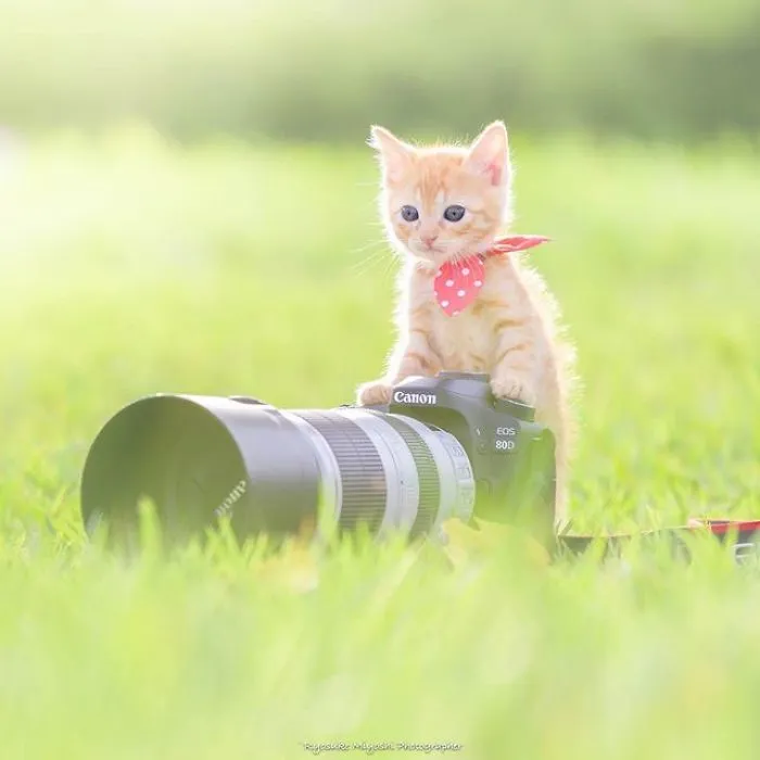This Photographer Captures Bright And Happy Photos Of Adorable Kittens Playing With Cameras (18 Pics)
