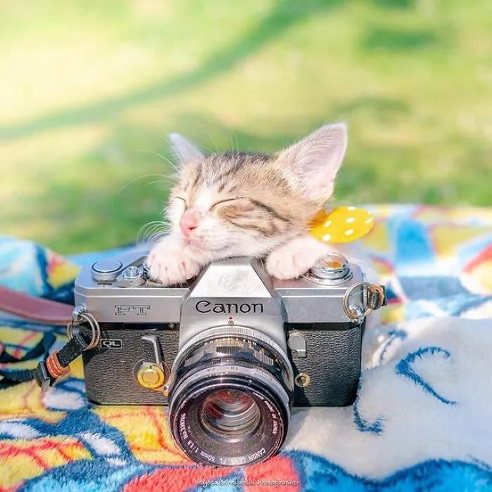 This Photographer Captures Bright And Happy Photos Of Adorable Kittens Playing With Cameras (18 Pics)