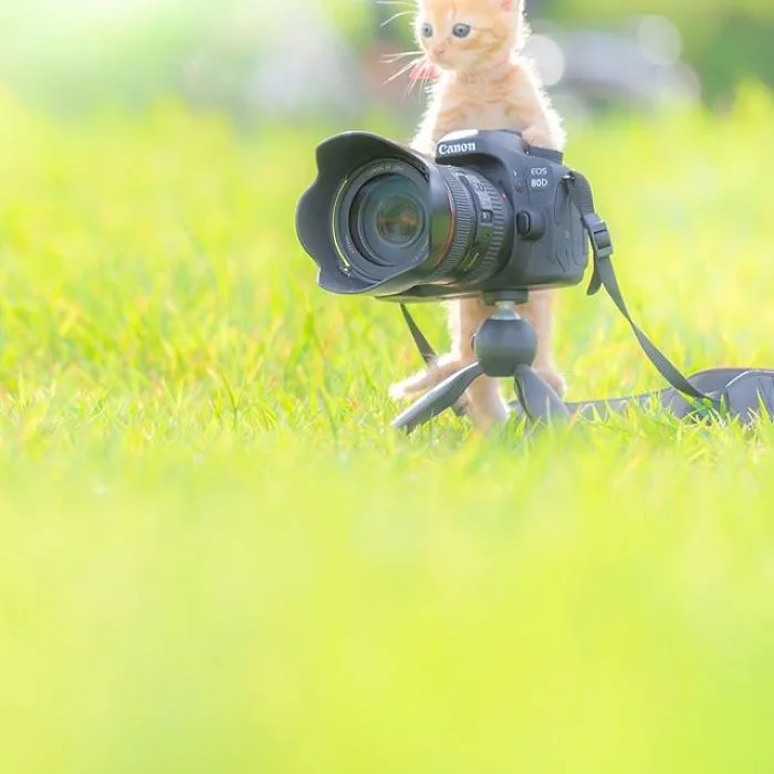 This Photographer Captures Bright And Happy Photos Of Adorable Kittens Playing With Cameras (18 Pics)