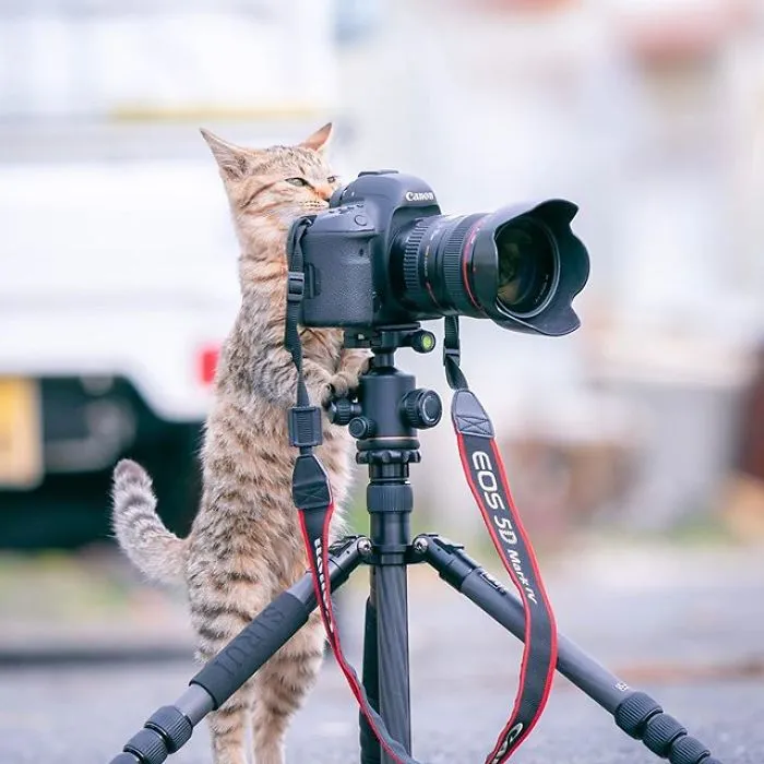 This Photographer Captures Bright And Happy Photos Of Adorable Kittens Playing With Cameras (18 Pics)