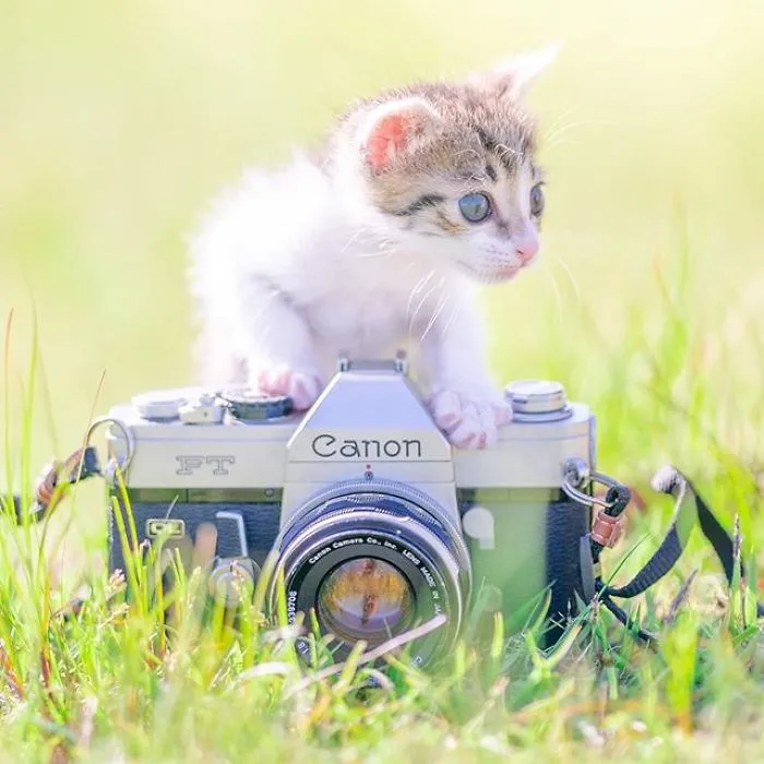 This Photographer Captures Bright And Happy Photos Of Adorable Kittens Playing With Cameras (18 Pics)