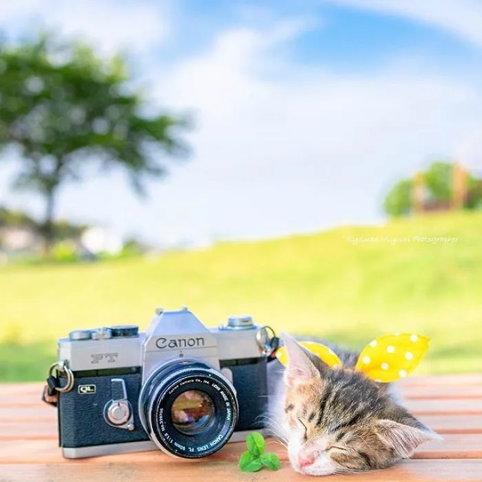 This Photographer Captures Bright And Happy Photos Of Adorable Kittens Playing With Cameras (18 Pics)