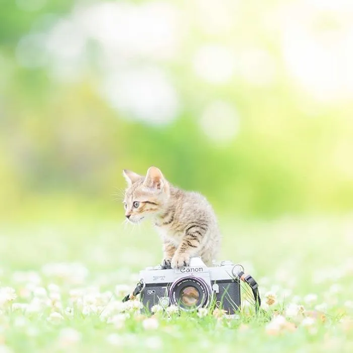This Photographer Captures Bright And Happy Photos Of Adorable Kittens Playing With Cameras (18 Pics)