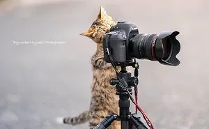 This Photographer Captures Bright And Happy Photos Of Adorable Kittens Playing With Cameras (18 Pics)