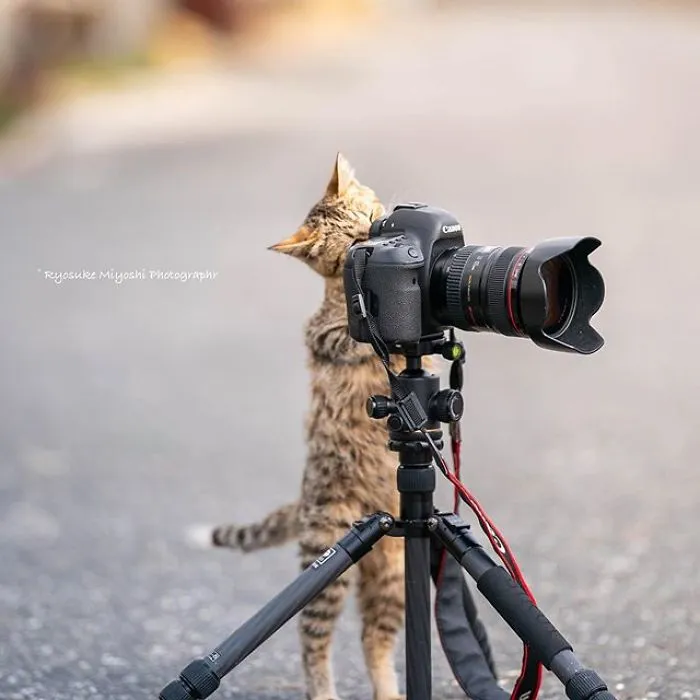 This Photographer Captures Bright And Happy Photos Of Adorable Kittens Playing With Cameras (18 Pics)