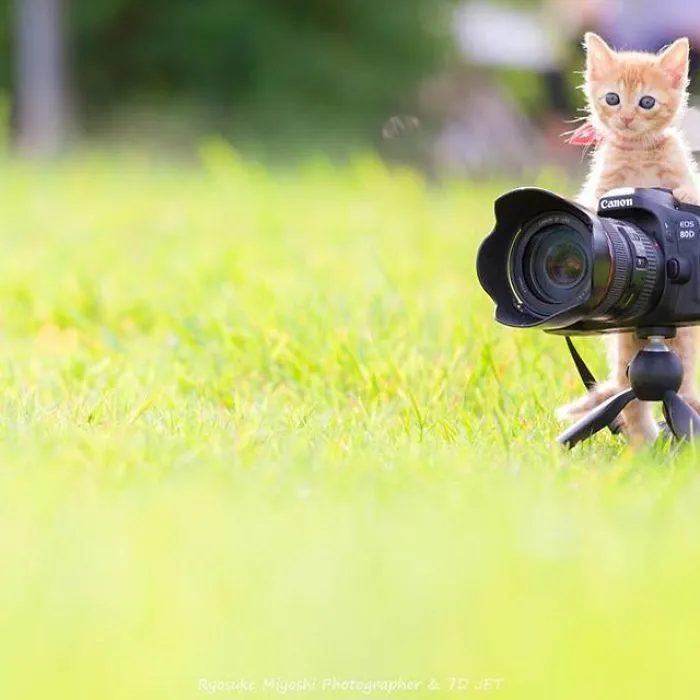 This Photographer Captures Bright And Happy Photos Of Adorable Kittens Playing With Cameras (18 Pics)