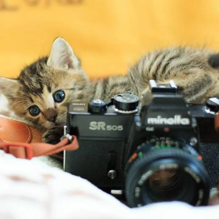 This Photographer Captures Bright And Happy Photos Of Adorable Kittens Playing With Cameras (18 Pics)