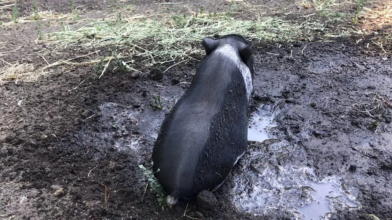 Mini Pig Rolls In Mud