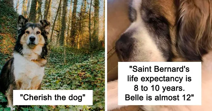 Woman Shares A Post About How Quickly Dogs Age To Remind People To Cherish Every Moment With Them