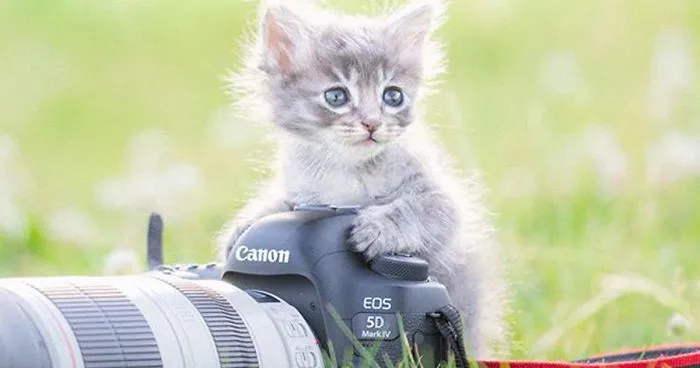 This Photographer Captures Bright And Happy Photos Of Adorable Kittens Playing With Cameras (18 Pics)