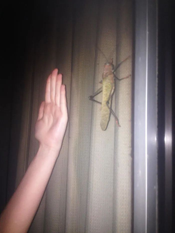 Saltamontes de Costa Rica, comparado con mi mano de 16 cms
