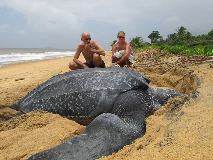 Las tortugas laúd pueden ser enormes