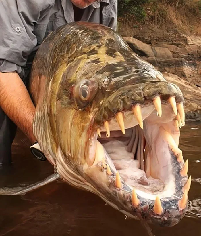 Pez tigre en el río Congo