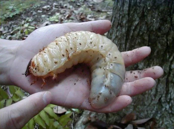 Larva de escarabajo gigante