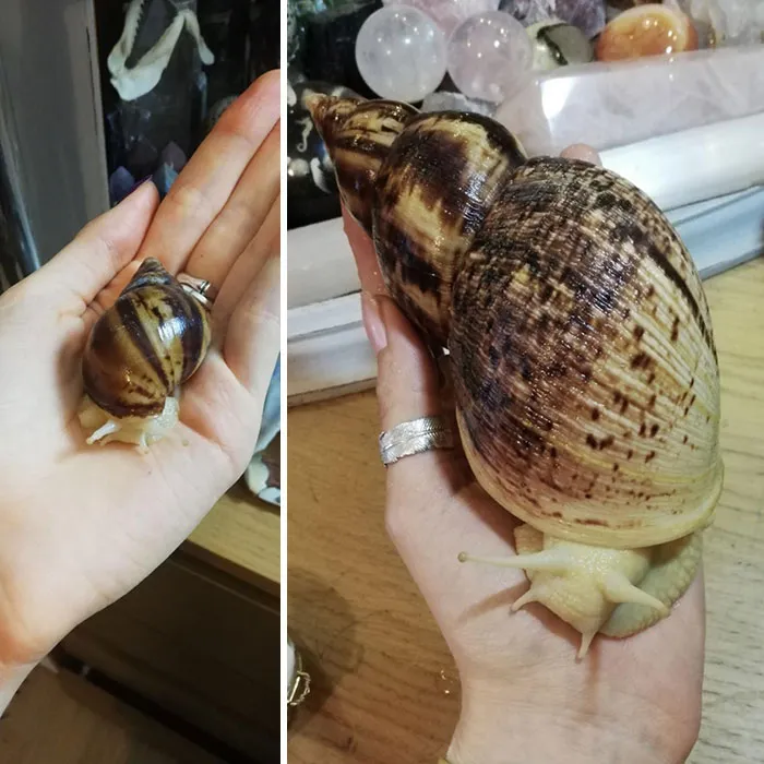 En un año, la concha de mi caracol ha pasado de medir 4 cms a 17