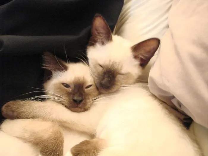 Luke And Leia