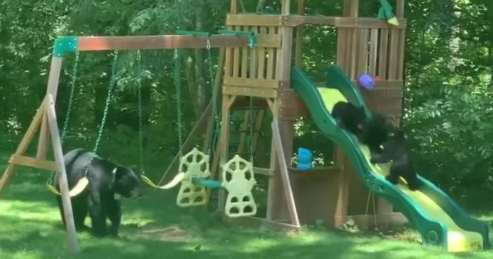 Mama Bear Takes Her 5 Adorable Cubs To Play In A Children's Playground
