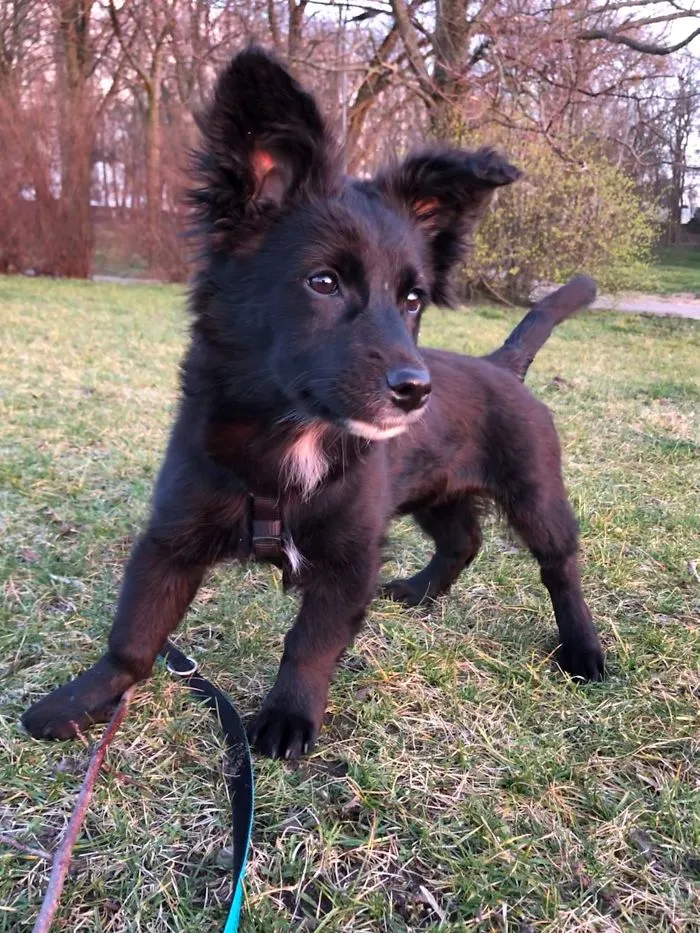This Is Billa, 3 Months Old Then - Addopted Puppy. She Stole My Heart