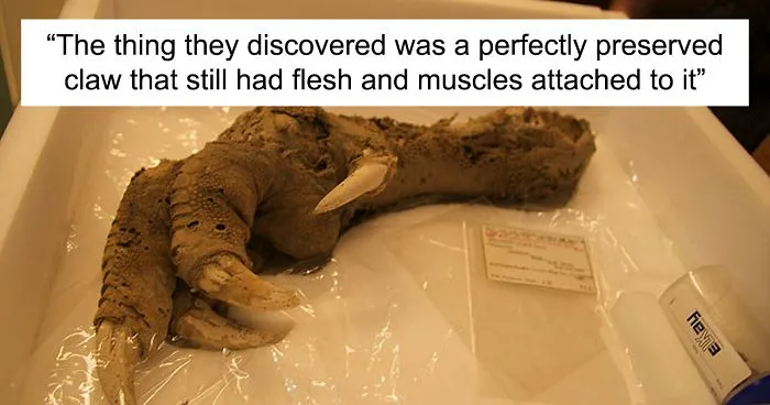 Archaeologists Find 3,300-Year-Old Claw Of A Bird That Went Extinct 700 Years Ago, And People Say 2020 Is Not The Right Year To Clone It