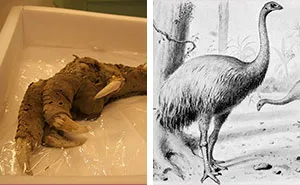 Archaeologists Find 3,300-Year-Old Claw Of A Bird That Went Extinct 700 Years Ago, And People Say 2020 Is Not The Right Year To Clone It