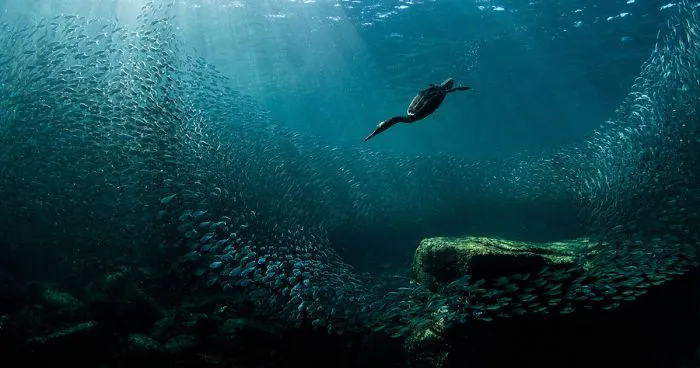 Winners of the 2020 Audubon Photography Awards Have Been Announced
