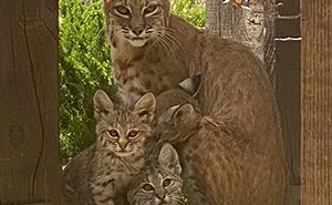 Woman Records A Bobcat Family Having A Blast On Her Front Porch