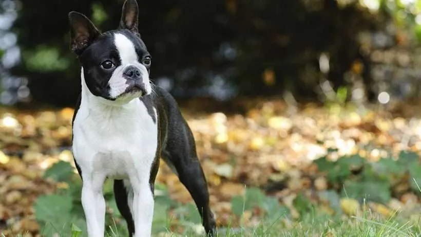 How To Get A New Dog Acclimated To Life In Your Home