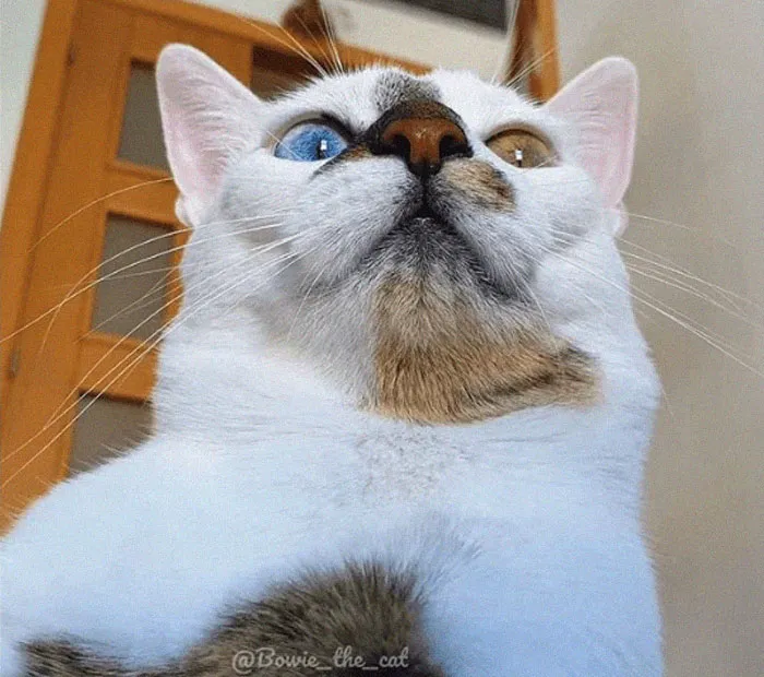Meet Bowie, The Cat Who's Going Viral For 2 Reasons - His Right Eye And His Left Eye (30 Pics)