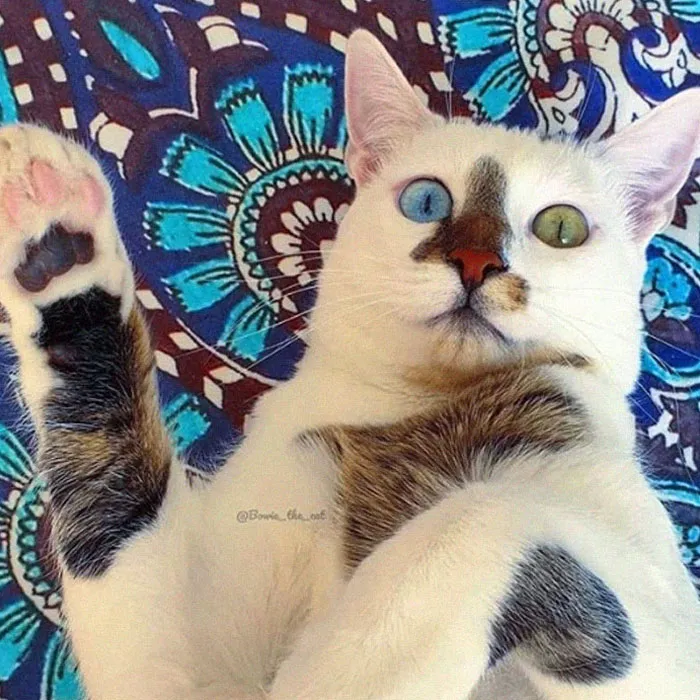 Meet Bowie, The Cat Who's Going Viral For 2 Reasons - His Right Eye And His Left Eye (30 Pics)