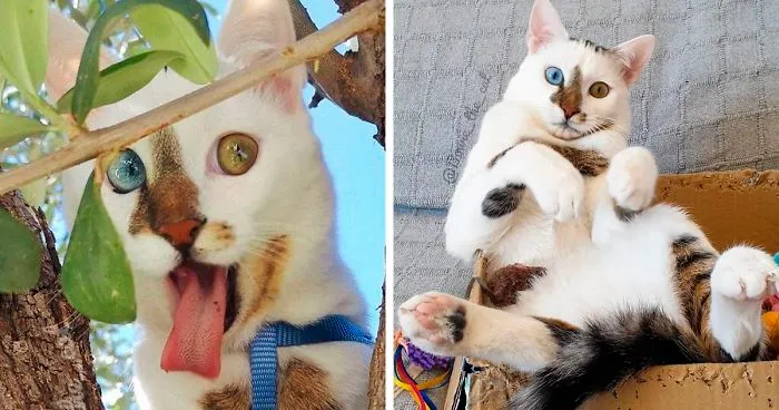 Meet Bowie, The Cat Who's Going Viral For 2 Reasons - His Right Eye And His Left Eye (30 Pics)