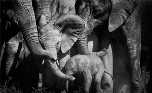 I Have Spent Countless Hours With Elephants, Here Are My 25 Favorite Photos