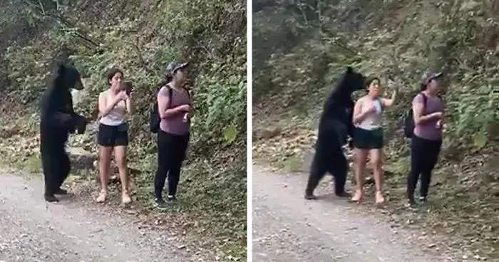 Bear Sneaks Up On A Group Of Calm Hikers