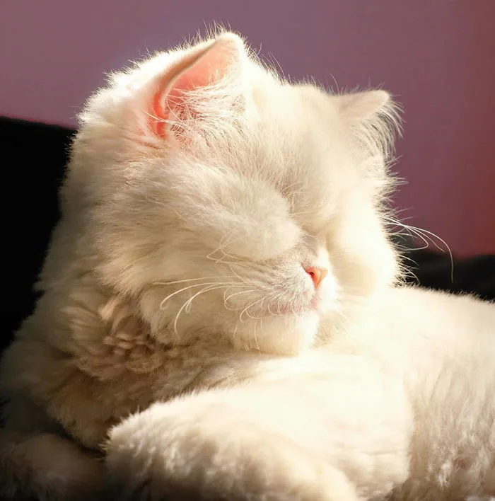 Blind Persian Cat Gets A Second Chance In Life After Being Rescued From A Dirty Pet Shop Where She Lost Her Sight