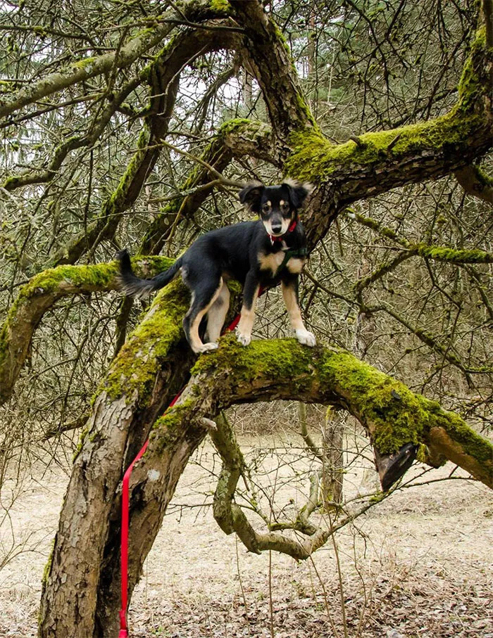 This Is My Doggo When She Was Still A Baby. Now She's Almost 4. She Used To Be Really Crazy, But Now She's The Calmest Dog Ever